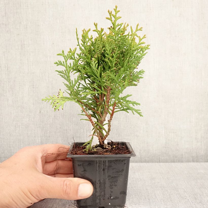 Exemplar von Thuja occidentalis Danica Kleine Töpfe von 8/9 cm wie im Frühjahr geliefert