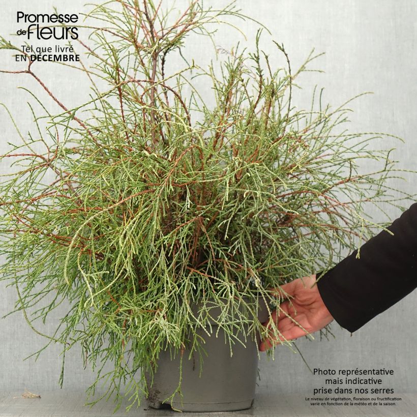 Exemplar von Thuja occidentalis Filiformis Topf mit 7,5L/10L wie im Herbst geliefert