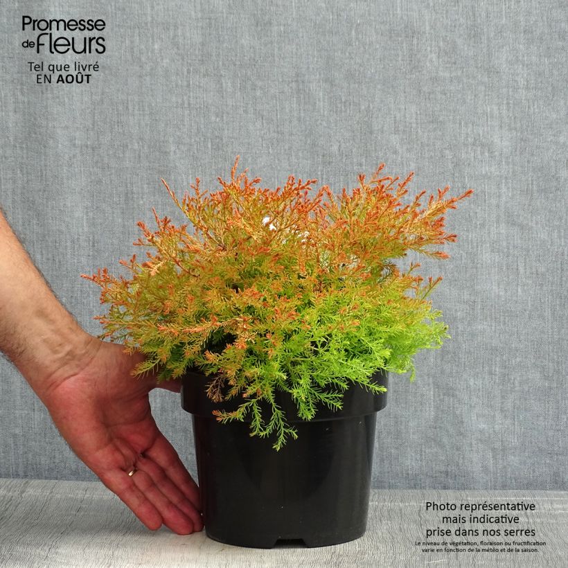 Exemplar von Thuja occidentalis Fire Chief Topf mit 2L/3L wie im Sommer geliefert