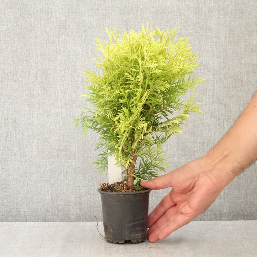 Exemplar von Thuja occidentalis Globosa Aurea Kleine Töpfe von 8/9 cm wie im Sommer geliefert
