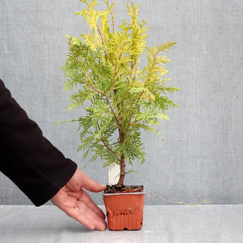 Exemplar von Thuja occidentalis Golden Brabant Kleine Töpfe von 8/9 cm wie im Herbst geliefert
