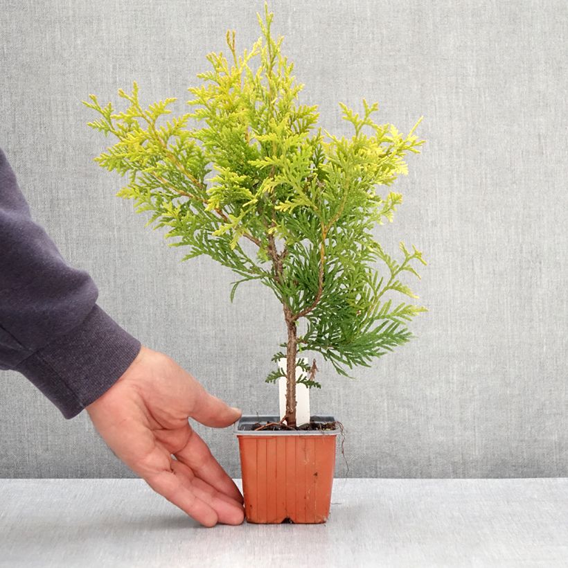 Exemplar von Thuja occidentalis Golden Brabant Kleine Töpfe von 8/9 cm wie im Frühjahr geliefert