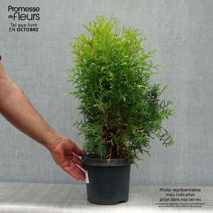 Exemplar von Thuja occidentalis Golden Globe Topf mit 2L/3L wie im Herbst geliefert