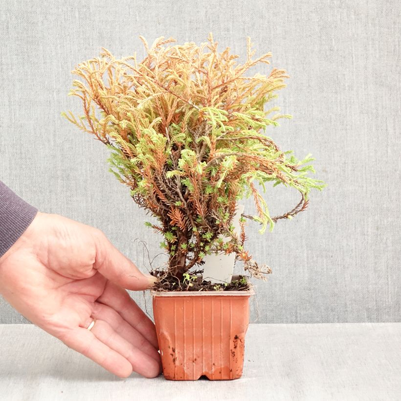 Exemplar von Thuja occidentalis Golden Tuffet Kleine Töpfe von 8/9 cm wie im Herbst geliefert