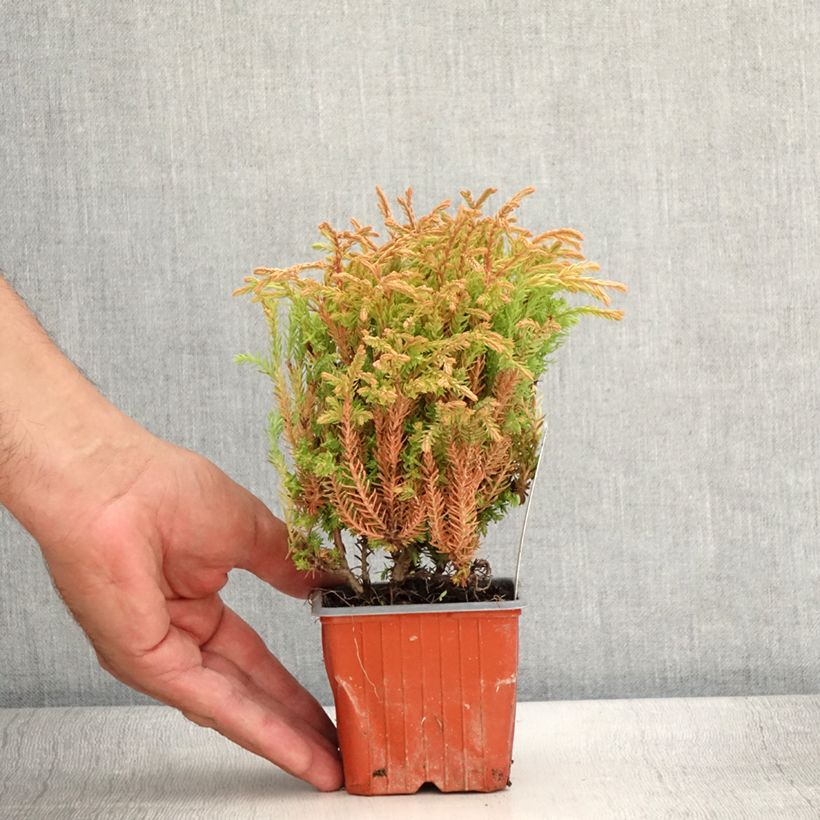 Exemplar von Thuja occidentalis Golden Tuffet Kleine Töpfe von 8/9 cm wie im Sommer geliefert