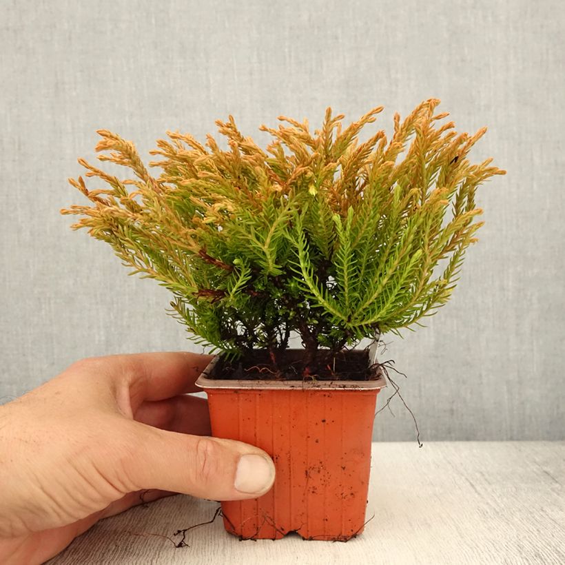 Exemplar von Thuja occidentalis Golden Tuffet Kleine Töpfe von 8/9 cm wie im Frühjahr geliefert
