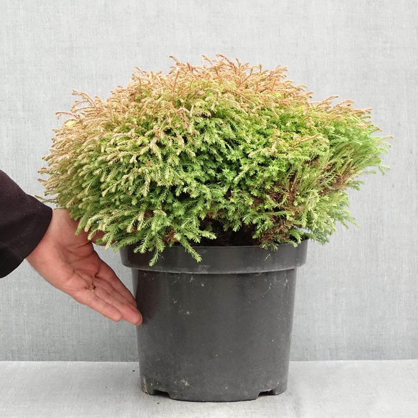 Exemplar von Thuja occidentalis Golden Tuffet Topf mit 7,5L/10L wie im Herbst geliefert