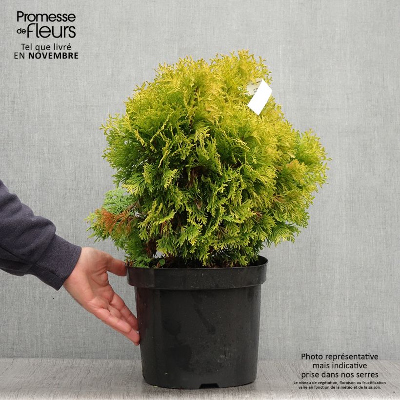 Exemplar von Thuja occidentalis Jantar Topf mit 7,5L/10L wie im Herbst geliefert