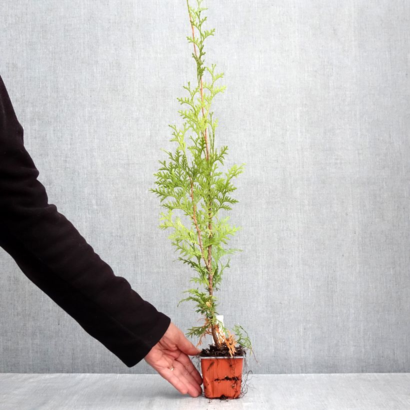 Exemplar von Thuja occidentalis King of Brabant Kleine Töpfe von 8/9 cm wie im Herbst geliefert