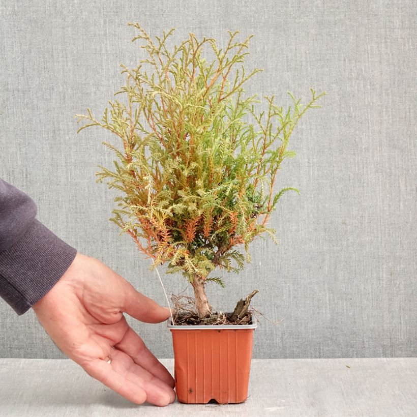 Exemplar von Thuja occidentalis Mr Bowling Ball Kleine Töpfe von 8/9 cm wie im Herbst geliefert