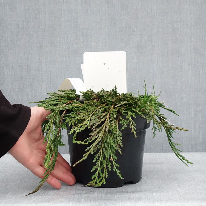 Exemplar von Thuja occidentalis Pancake Concesarini Topf mit 2L/3L wie im Winter geliefert