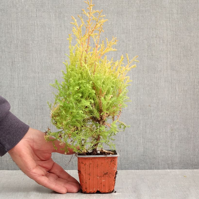 Exemplar von Thuja occidentalis Rheingold Kleine Töpfe von 8/9 cm wie im Herbst geliefert
