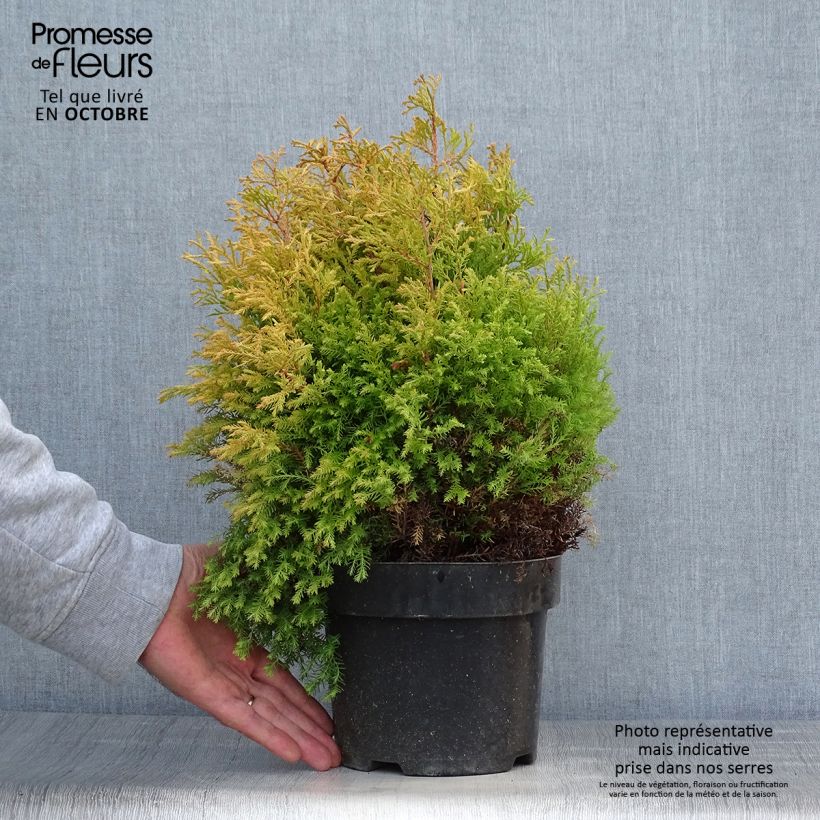 Exemplar von Thuja occidentalis Rheingold Topf mit 2L/3L wie im Herbst geliefert