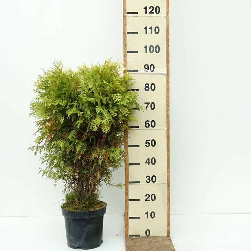 Exemplar von Thuja occidentalis Selena - Amerikanischer Lebensbaum Topf mit 7,5L/10L wie im Herbst geliefert