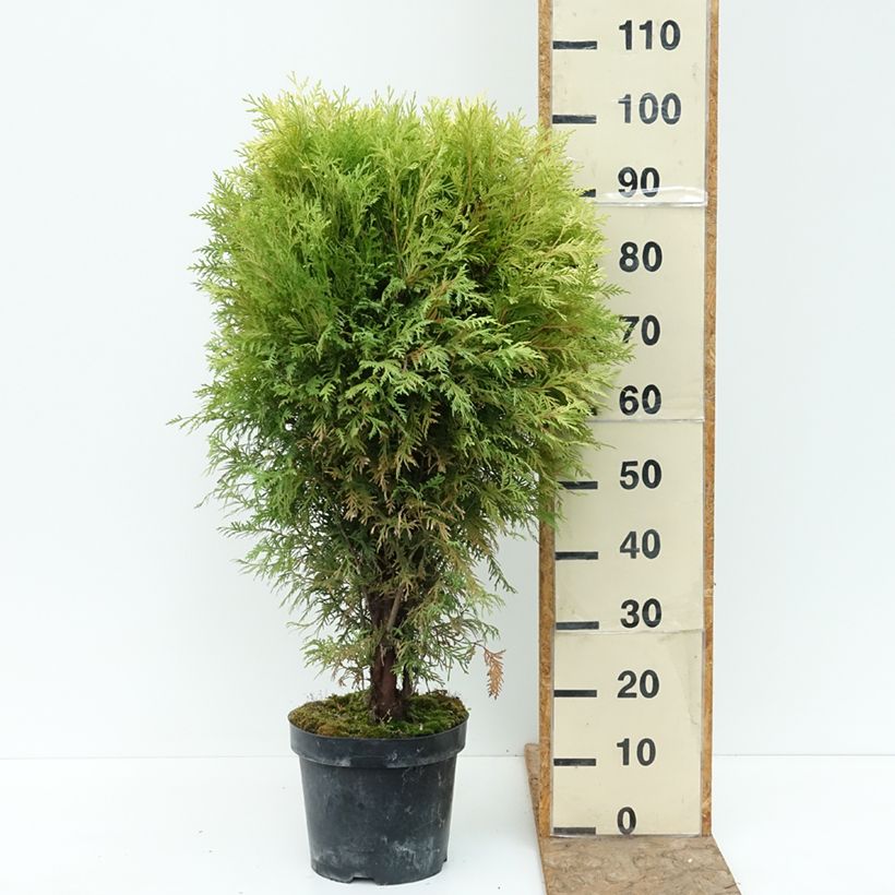 Exemplar von Thuja occidentalis Selena - Amerikanischer Lebensbaum Topf mit 7,5L/10L wie im Sommer geliefert