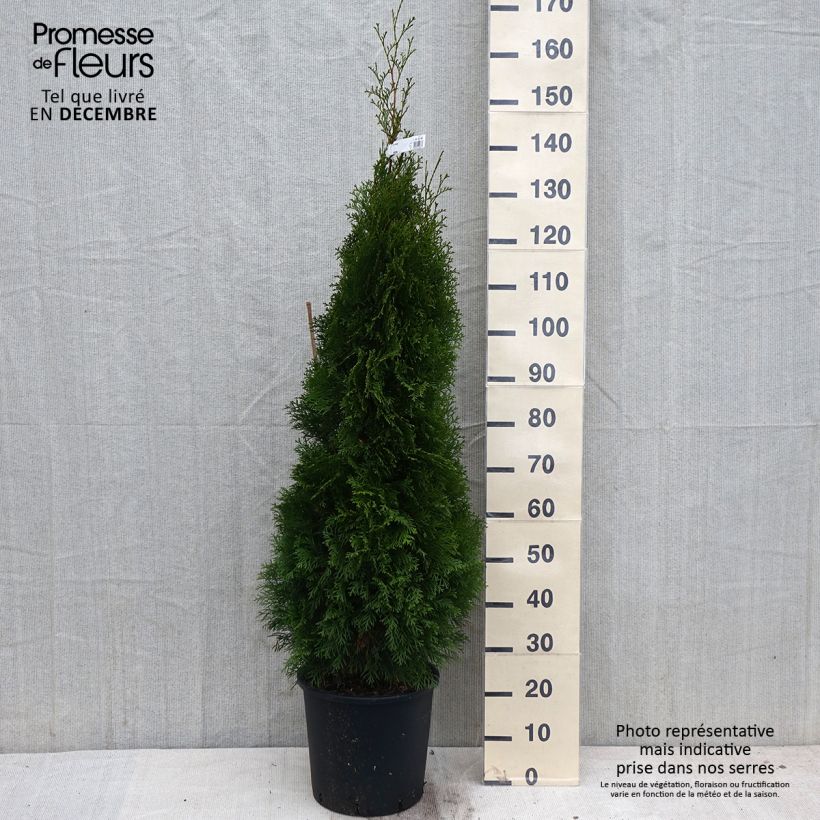 Exemplar von Thuja occidentalis Smaragd Topf mit 12L/15L wie im Herbst geliefert