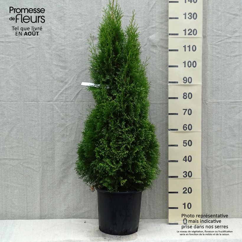 Exemplar von Thuja occidentalis Smaragd Topf mit 12L/15L wie im Sommer geliefert