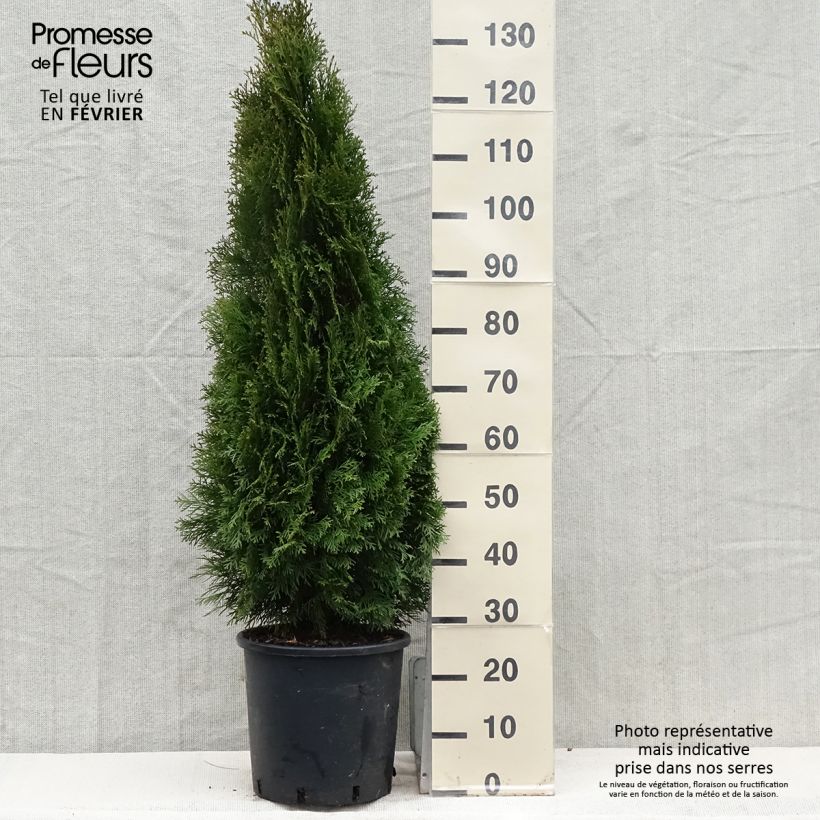 Exemplar von Thuja occidentalis Smaragd Topf mit 12L/15L wie im Winter geliefert