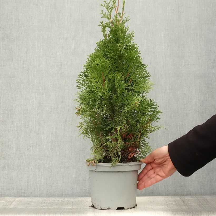 Exemplar von Thuja occidentalis Smaragd Topf mit 3L/4L wie im Herbst geliefert