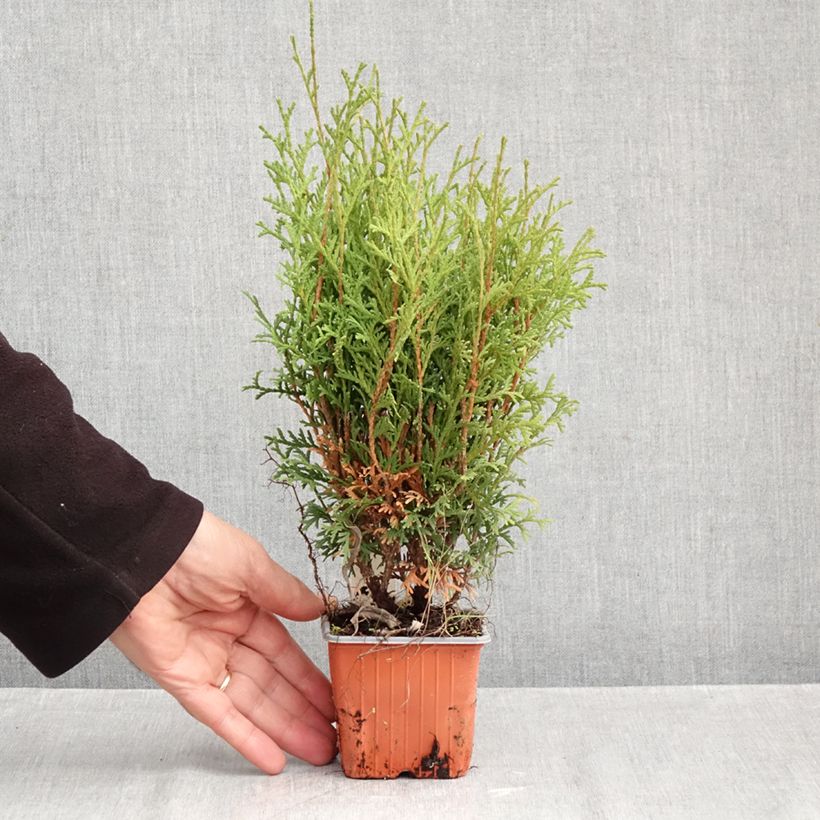 Exemplar von Thuja occidentalis Tiny Tim Kleine Töpfe von 8/9 cm wie im Herbst geliefert