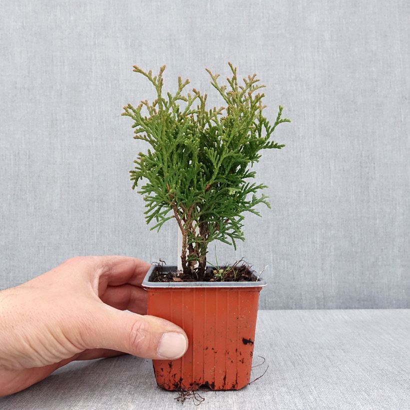 Exemplar von Thuja occidentalis Tiny Tim Kleine Töpfe von 8/9 cm wie im Frühjahr geliefert