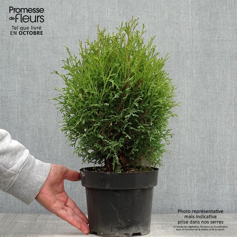 Exemplar von Thuja occidentalis Tiny Tim Topf mit 2L/3L wie im Herbst geliefert