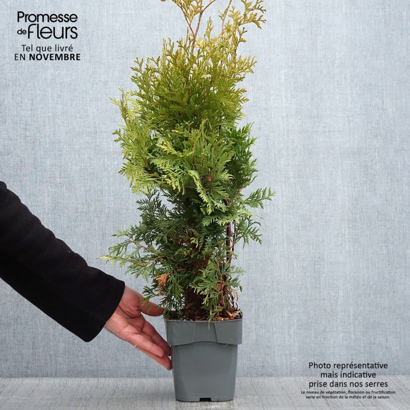 Exemplar von Thuja occidentalis Yellow Ribbon Topf mit 2L/3L wie im Herbst geliefert
