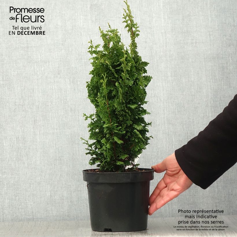 Exemplar von Thuja occidentalis Zmatlik Topf mit 3L/4L wie im Herbst geliefert