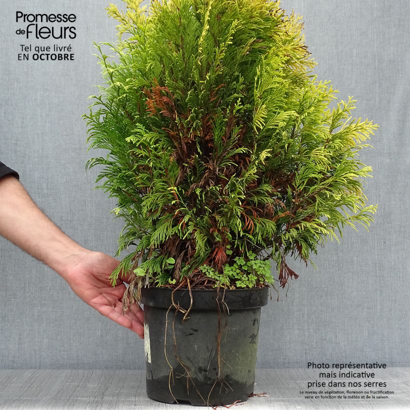 Exemplar von Thuja plicata 4 Ever Goldy Topf mit 6L/7L wie im Herbst geliefert