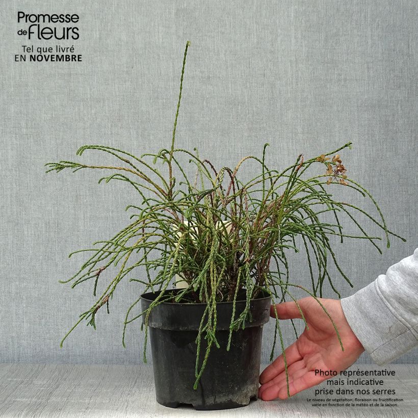 Exemplar von Thuja plicata Whipcord Topf mit 3L/4L wie im Herbst geliefert