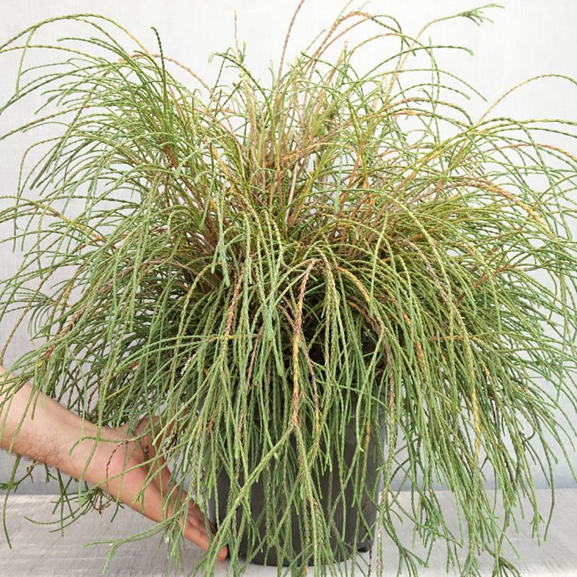 Exemplar von Thuja plicata Whipcord Topf mit 7,5L/10L wie im Sommer geliefert