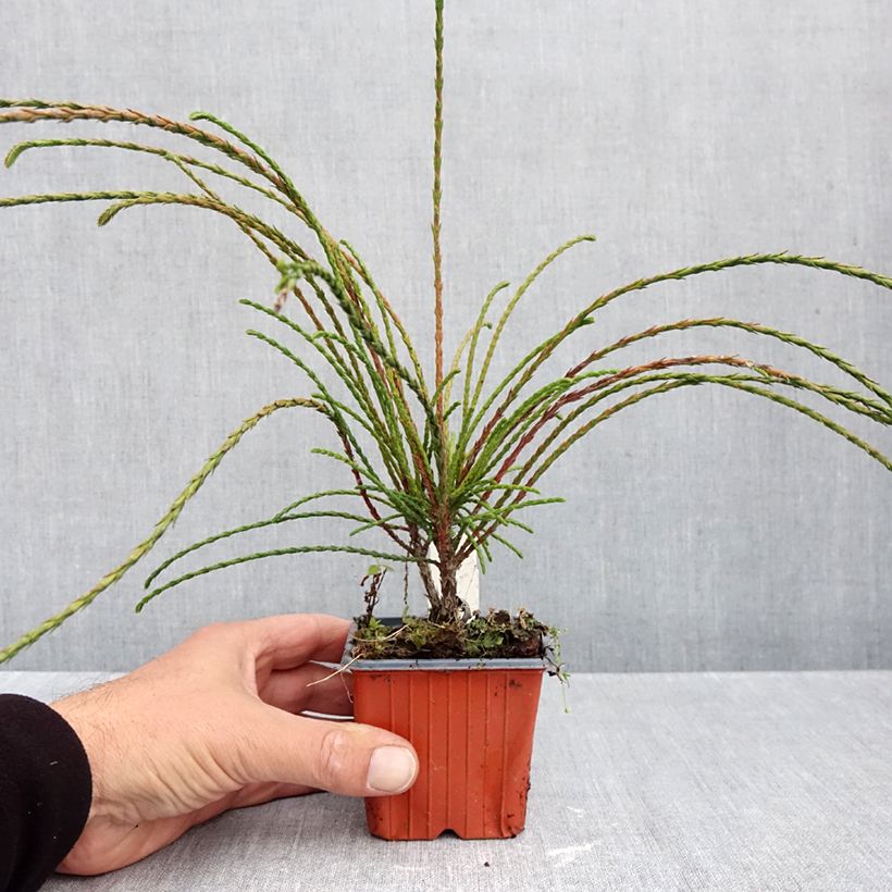 Exemplar von Thuja plicata Whipcord Kleine Töpfe von 8/9 cm wie im Herbst geliefert