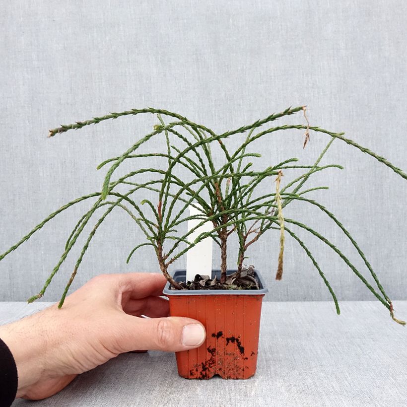 Exemplar von Thuja plicata Whipcord Kleine Töpfe von 8/9 cm wie im Frühjahr geliefert