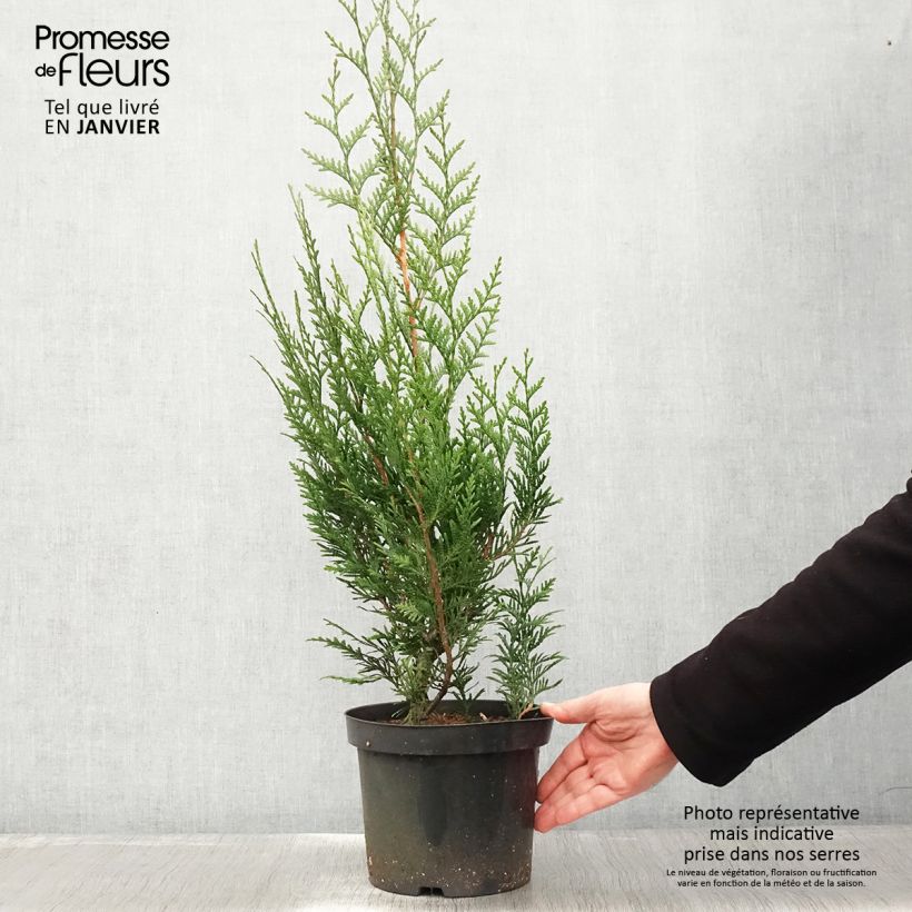 Exemplar von Thuja plicata Atrovirens Topf mit 4L/5L wie im Winter geliefert