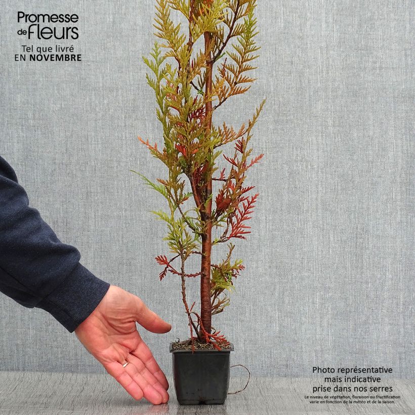 Exemplar von Thuja plicata Atrovirens Kleine Töpfe von 8/9 cm wie im Herbst geliefert