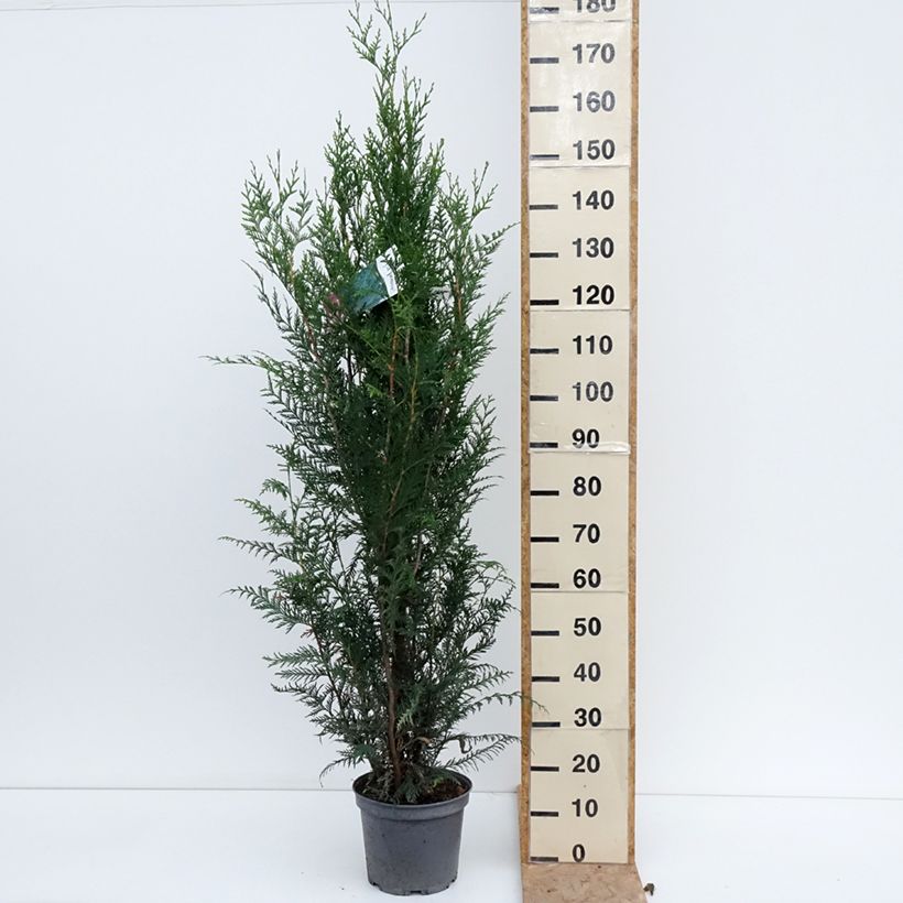 Exemplar von Thuja plicata Atrovirens Topf mit 6L/7L wie im Sommer geliefert