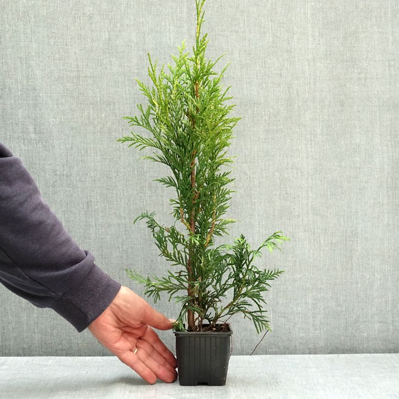 Exemplar von Thuya pour haie Zebrina - Thuja plicata  Godet de 8/9 cm wie im Sommer geliefert
