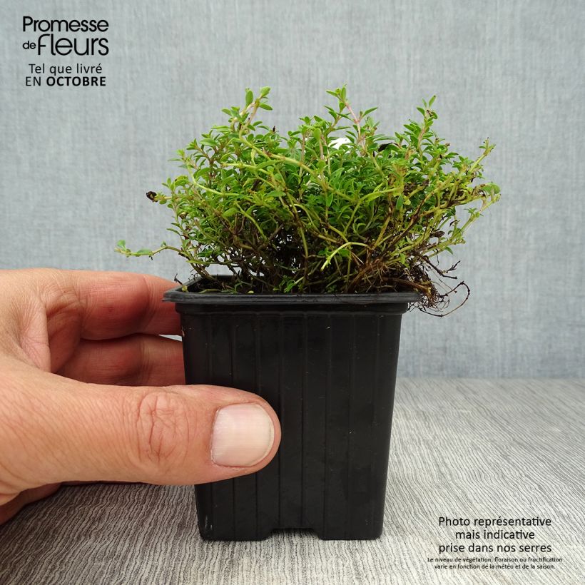 Exemplar von Zitronen-Thymian Bertram Anderson - Thymus x citriodorus Kleine Töpfe von 8/9 cm wie im Herbst geliefert