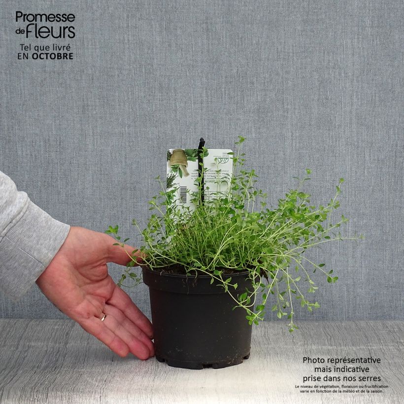Exemplar von Zitronen-Thymian Bertram Anderson - Thymus x citriodorus Topf mit 1,5L/2L wie im Herbst geliefert