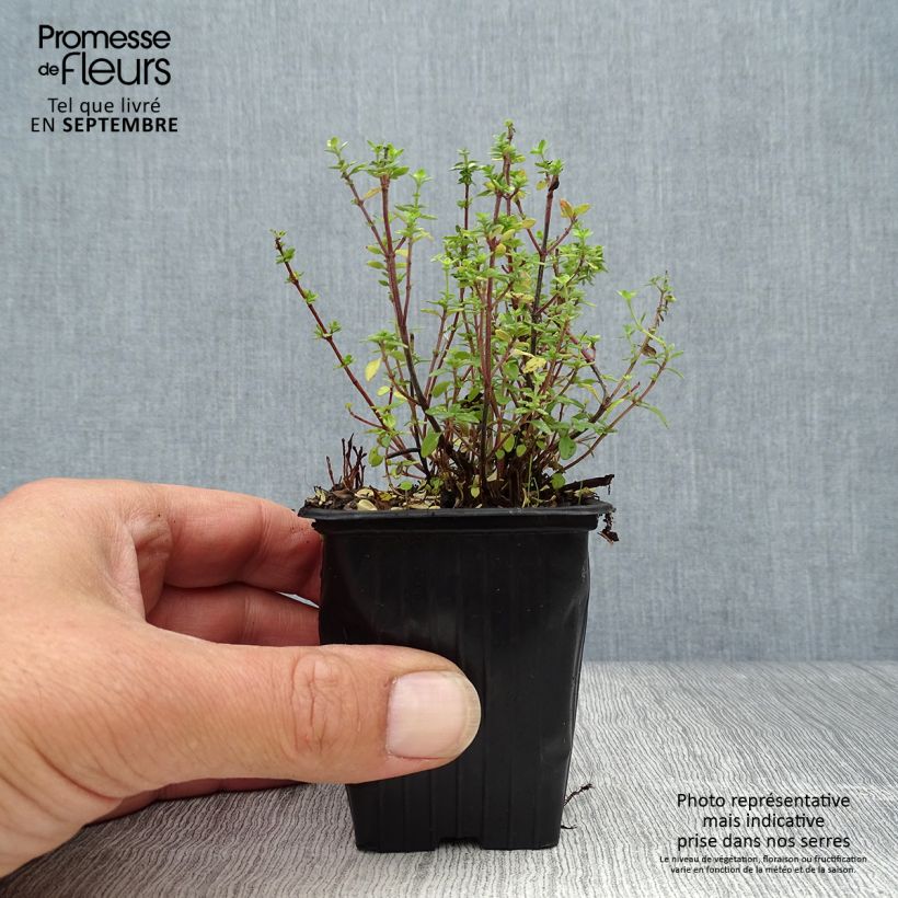 Exemplar von Zitronen-Thymian - Thymus x citriodorus Kleine Töpfe von 8/9 cm wie im Herbst geliefert