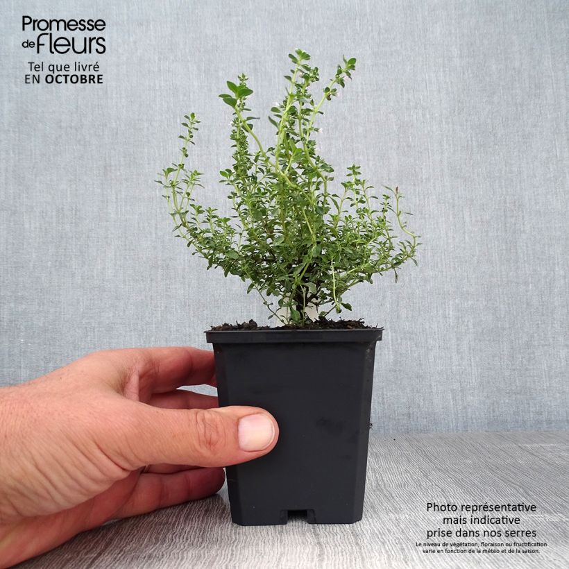 Exemplar von Zitronen-Thymian Silver Queen - Thymus x citriodorus Kleine Töpfe von 8/9 cm wie im Herbst geliefert