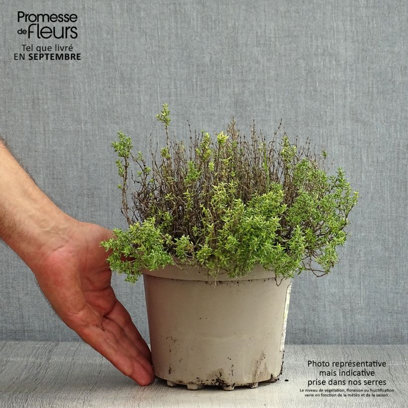 Exemplar von Echter Thymian Compactus - Thymus vulgaris Topf mit 2L/3L wie im Sommer geliefert