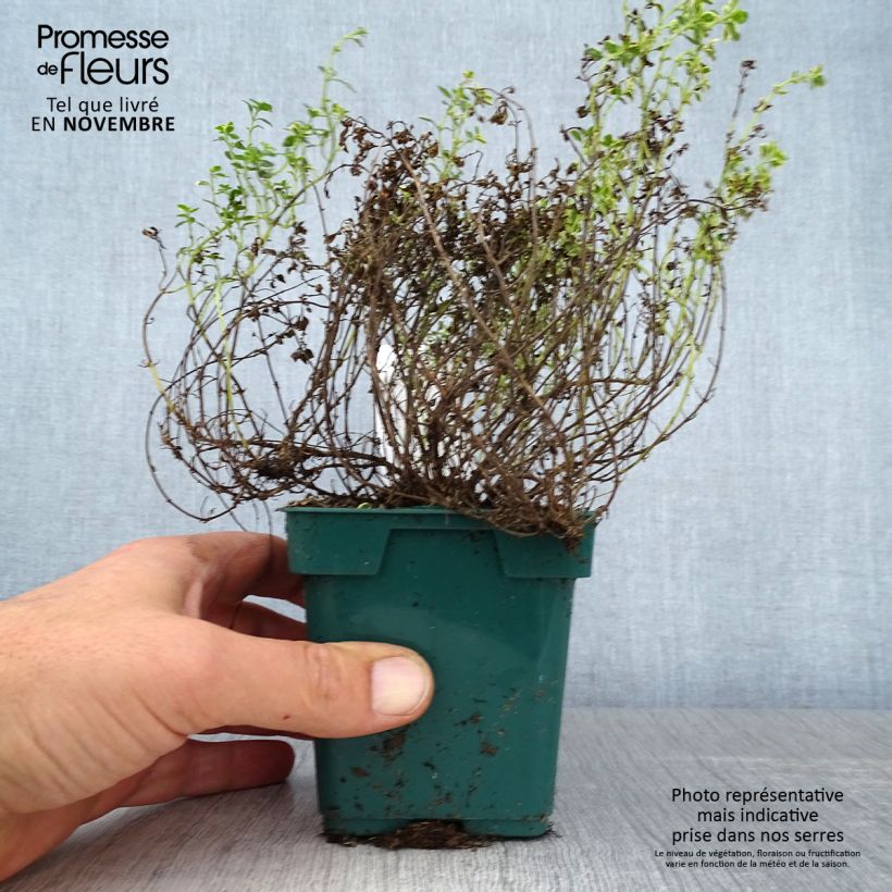 Exemplar von Echter Thymian Gold - Thymus vulgaris Topf 10 cm/11cm wie im Herbst geliefert