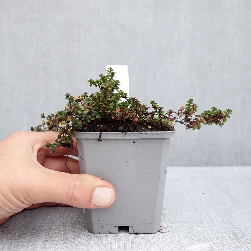 Exemplar von Zitronen-Thymian Doone Valley - Thymus x citriodorus Kleine Töpfe von 8/9 cm wie im Herbst geliefert