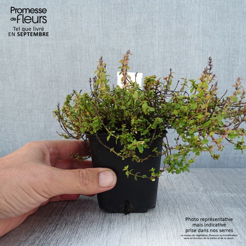 Exemplar von Zitronen-Thymian Doone Valley - Thymus x citriodorus Kleine Töpfe von 8/9 cm wie im Sommer geliefert