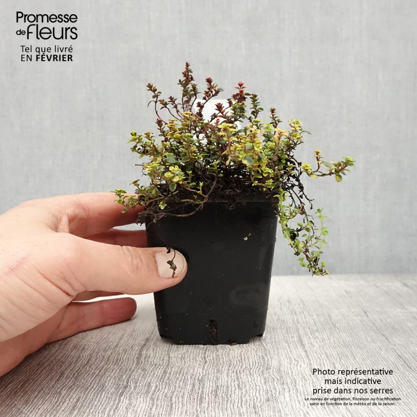 Exemplar von Zitronen-Thymian Doone Valley - Thymus x citriodorus Kleine Töpfe von 8/9 cm wie im Winter geliefert