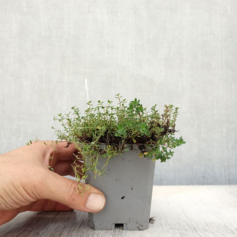 Exemplar von Frühblühender Thymian Coccineus - Thymus praecox Kleine Töpfe von 8/9 cm wie im Herbst geliefert