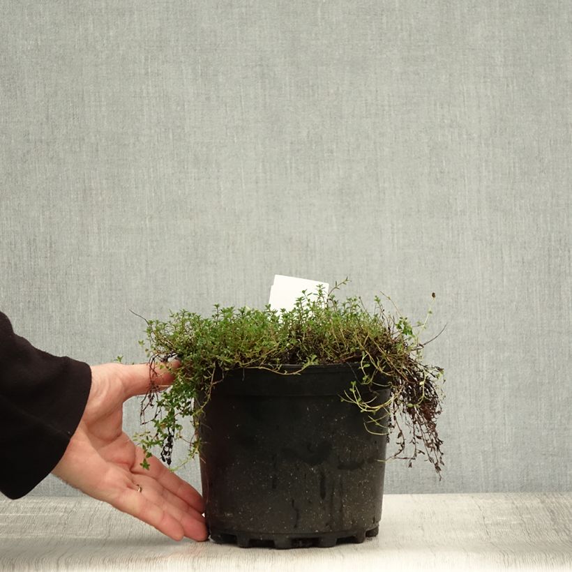 Exemplar von Frühblühender Thymian Coccineus - Thymus praecox Topf mit 2L/3L wie im Herbst geliefert