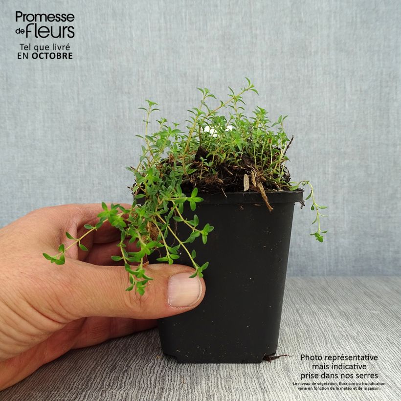 Exemplar von Frühblühender Thymian Purple Beauty - Thymus praecox Kleine Töpfe von 8/9 cm wie im Herbst geliefert