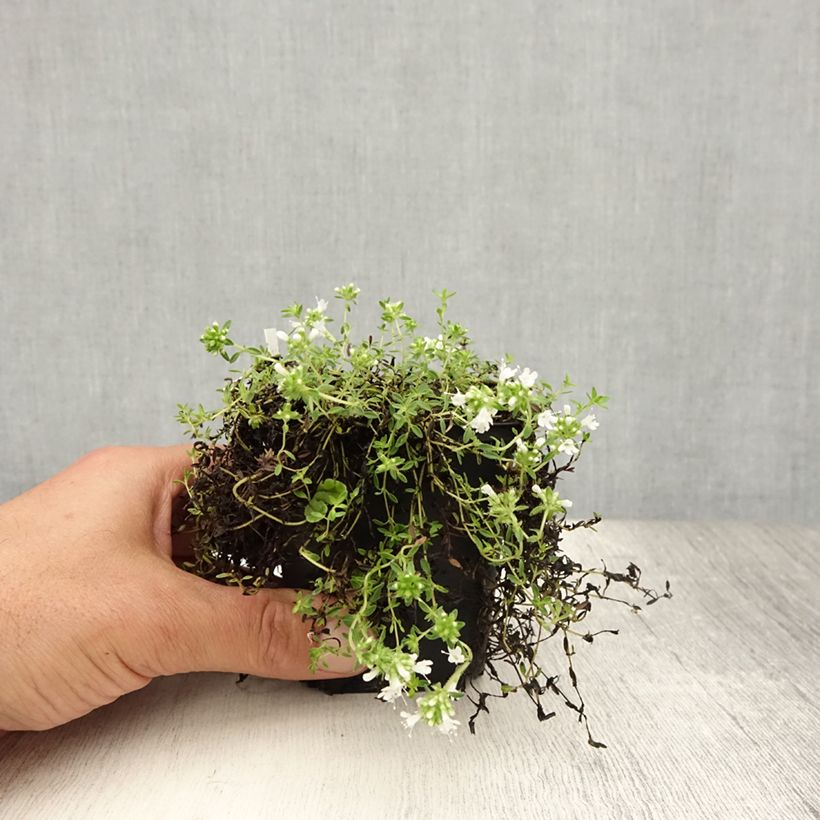 Exemplar von Frühblühender Thymian Albiflorus - Thymus praecox Kleine Töpfe von 8/9 cm wie im Sommer geliefert
